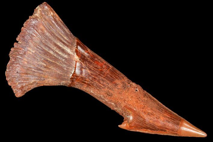 Bargain, Fossil Sawfish (Onchopristis) Rostral Barb- Morocco #106444